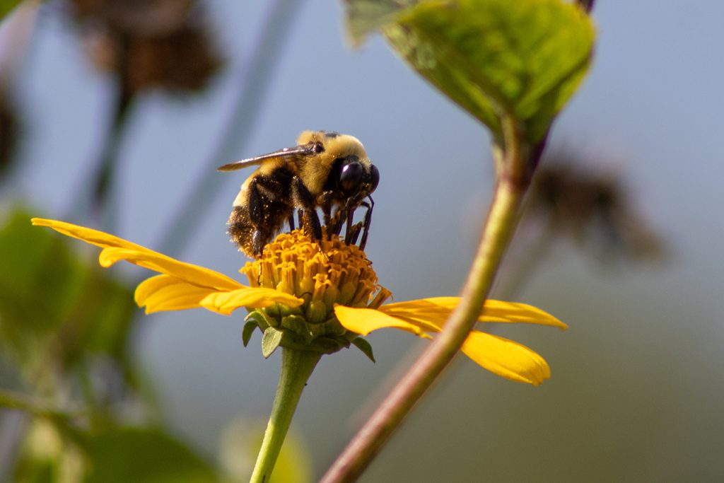 A bumblebee sits on a yellow daisy-like flower, covered in pollen